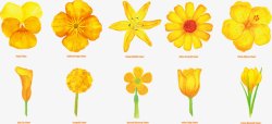 郁金香黄色黄色花朵合集高清图片