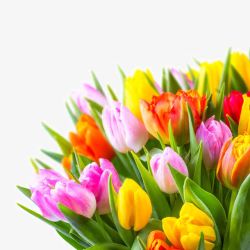 彩色的花美丽的郁金香花朵高清图片
