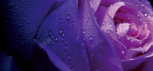 唯美紫色花朵背景jpg设计背景_新图网 https://ixintu.com 展板模板 条纹 源文件 玫瑰 紫色 紫色背景图片 紫色背景图片模板下载 紫色背景图片素材下载