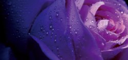 紫色背景模板下载唯美紫色花朵背景高清图片