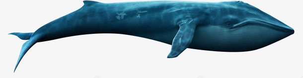 海洋生物鲸鱼png免抠素材_新图网 https://ixintu.com 元素 动物 海洋生物 鲸鱼 鲸鱼插图