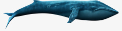 海洋插图海洋生物鲸鱼高清图片
