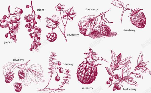 复古莓类水果素描png免抠素材_新图网 https://ixintu.com 复古 水果 浆果 漫画 素描 红莓 草莓 莓 蓝莓 蔓越莓 食物 黑莓