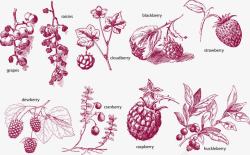 复古莓类水果素描素材