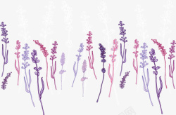 紫色美丽薰衣草花丛素材