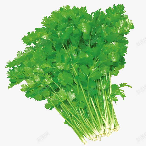 新鲜香菜png免抠素材_新图网 https://ixintu.com 新鲜蔬菜 有机蔬菜 环保蔬菜 绿色蔬菜 芫荽 蔬菜 香菜