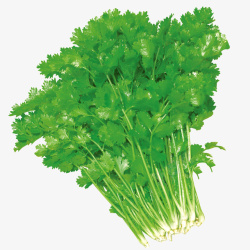 新鲜绿色蔬菜新鲜香菜高清图片