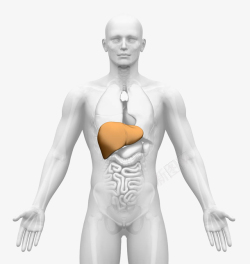 人体肾脏人体肝脏高清图片