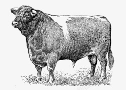 黑牛黑色手绘素描大牛高清图片