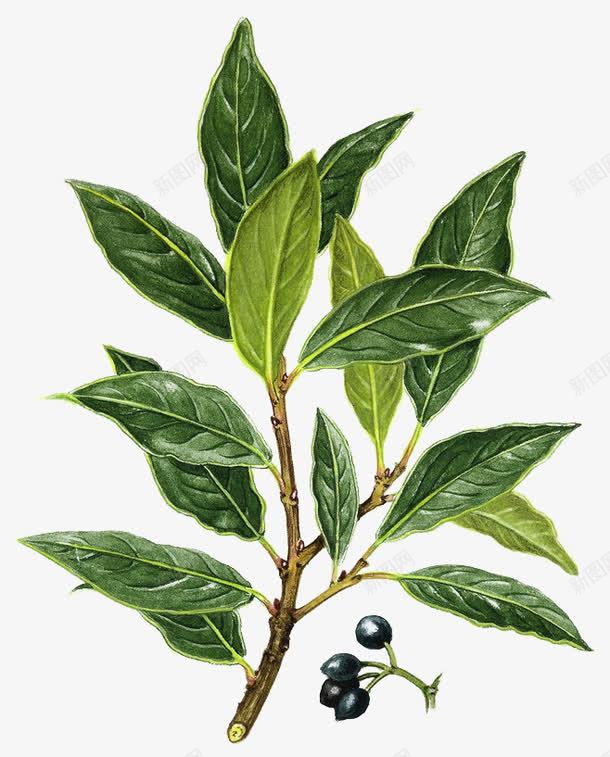 树叶png免抠素材_新图网 https://ixintu.com 树文 纹理 绿色 茶树