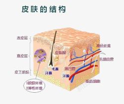 面部细胞组织图皮肤的结构高清图片