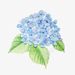 蓝色小花素材
