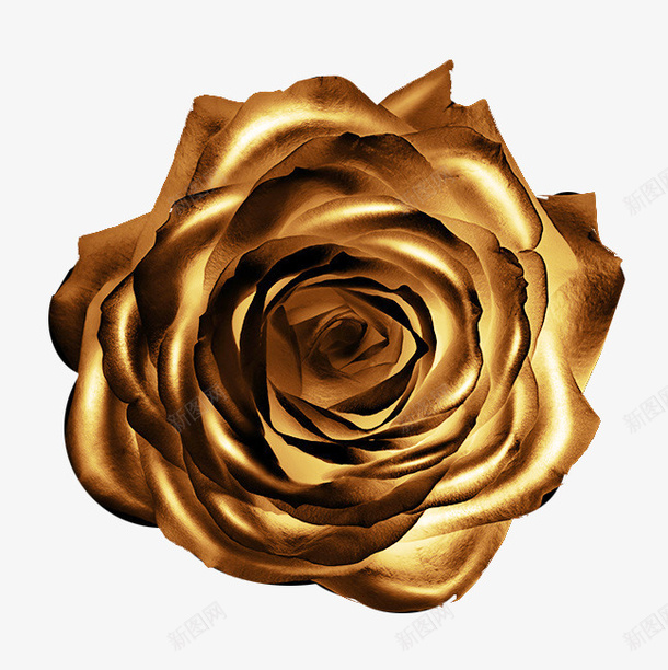金色的花儿png免抠素材_新图网 https://ixintu.com 玫瑰花 花儿 金色 金色玫瑰花 镀金