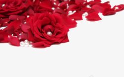 珍珠蚌壳装饰玫瑰花瓣高清图片