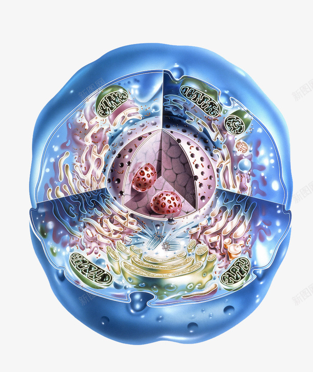 彩色细胞核结构横断面png免抠素材_新图网 https://ixintu.com 3D细胞模型 动物细胞 核糖核酸 植物细胞 模型结构 横断面 细胞核 细胞膜 细胞质