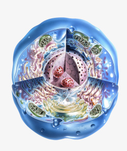 医学结构模型彩色细胞核结构横断面高清图片