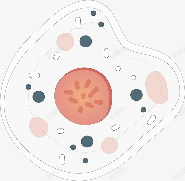 人体细胞矢量图ai免抠素材_新图网 https://ixintu.com 彩色 生物医药 生物医药产业 生物医药展板 生物医药广告 生物医药整容 细菌 矢量图