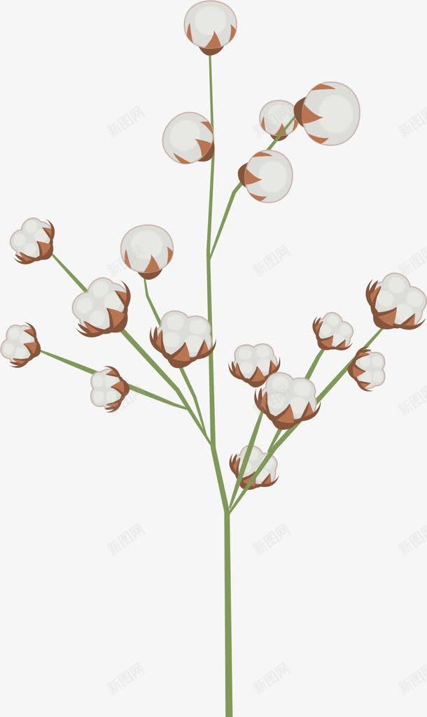 春季白色棉花植物png免抠素材_新图网 https://ixintu.com 开花 春季花朵 棉花 植物 花絮 装饰图案