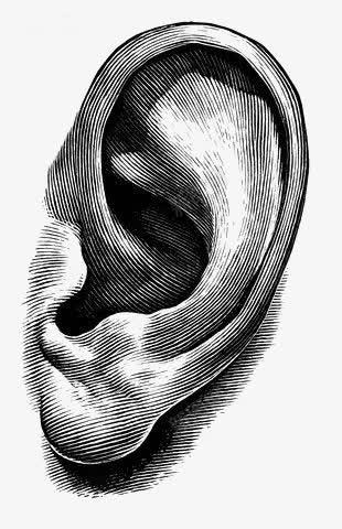 耳朵png免抠素材_新图网 https://ixintu.com 手绘 素描 线条 耳