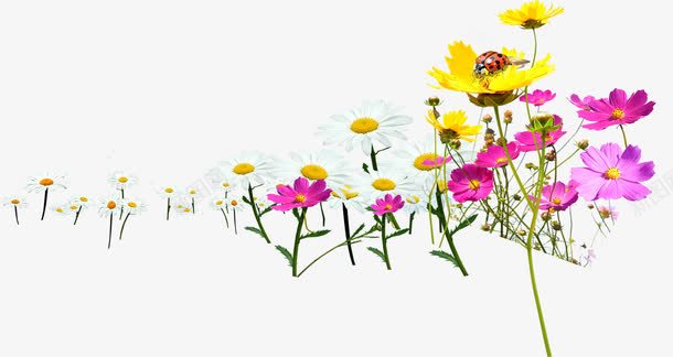 春天黄粉色植物花朵png免抠素材_新图网 https://ixintu.com 春天 植物 粉色 花朵