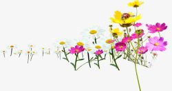 春天黄粉色植物花朵素材