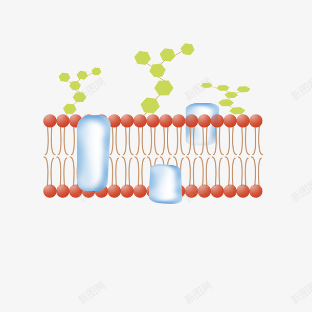脂质双分子层png免抠素材_新图网 https://ixintu.com 分子层 模型 流动镶嵌 磷脂 脂质