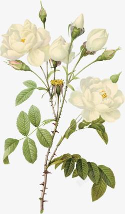 白玫瑰手绘白玫瑰高清图片