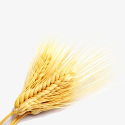 黄金小麦麦子高清图片