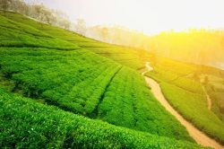 夕阳风光茶园风景高清图片