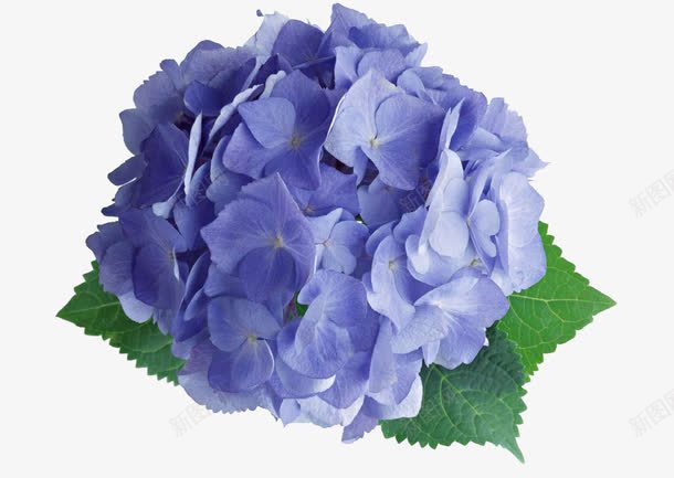 捧花紫阳花png图片免费下载 素材7mypwgawe 新图网 捧花紫阳花png图片免费下载 素材7mypwgawe 新图网