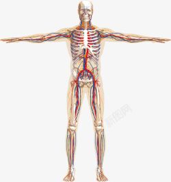 骷髅的轮廓人体骨骼血管示意高清图片