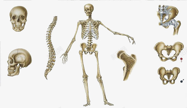 手绘人体骨骼结构图psd免抠素材_新图网 https://ixintu.com 人体骨骼 人的骨头 头骨 盆骨 骨 骨头 骨质 骨骼 骨髓