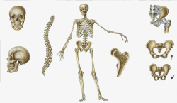 盆骨手绘人体骨骼结构图高清图片