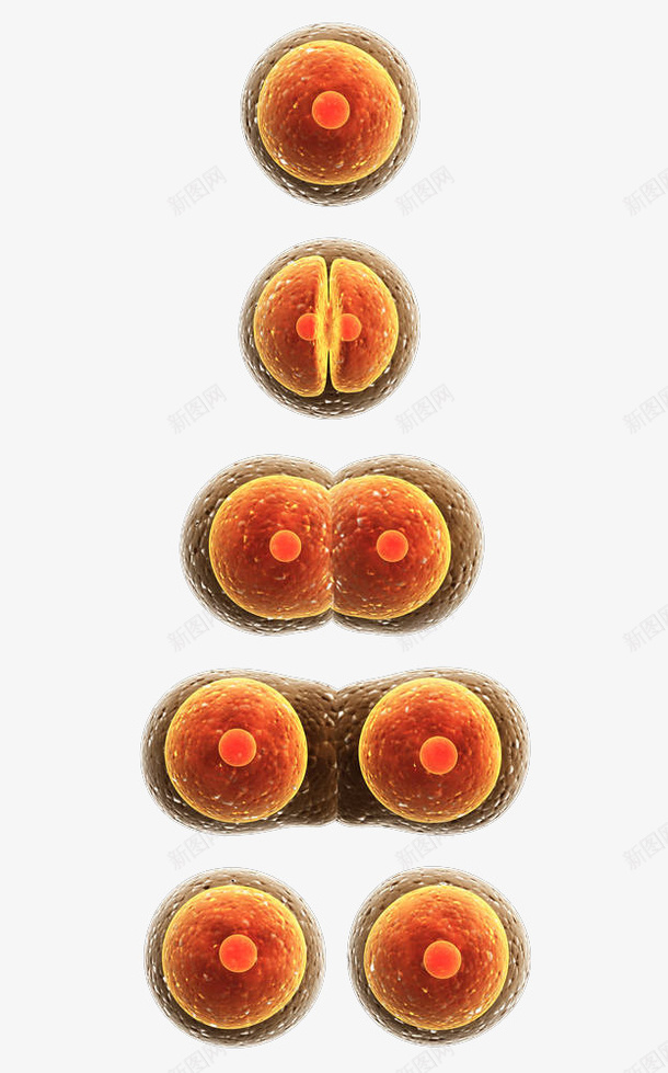 真核细胞png免抠素材_新图网 https://ixintu.com 医疗 卫生保健 卵膜 基因 生殖 真核细胞免抠PNG 研究 科学 细菌