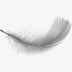 五根飘落的白色羽毛飘落白色羽毛高清图片