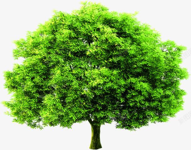 绿树茂密景观植物png免抠素材_新图网 https://ixintu.com 景观 植物 绿树 茂密