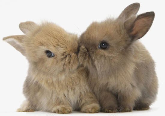 亲亲兔子元素png免抠素材_新图网 https://ixintu.com 亲亲 兔子 可爱兔子 宠物 萌宠 设计元素