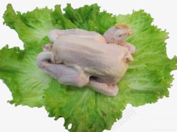 家食生菜包白条鸡高清图片