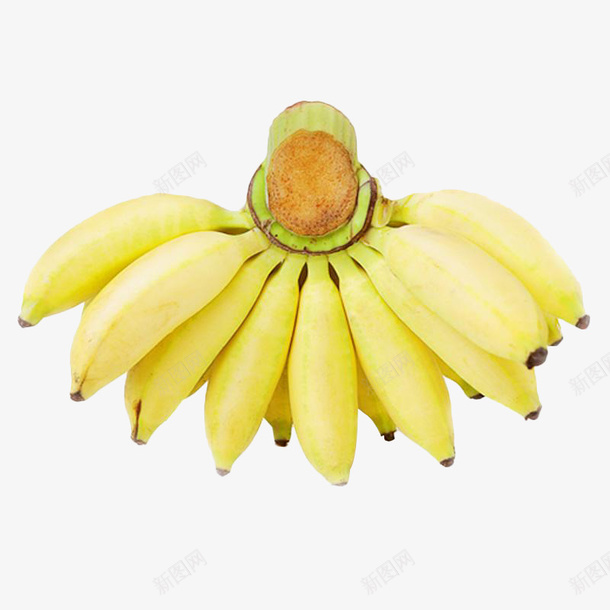 一串成熟新鲜的小米蕉实物png免抠素材_新图网 https://ixintu.com 产品 健康 实物 小米蕉 成熟 新鲜 淘宝 皇帝蕉 美味 芭蕉 香蕉