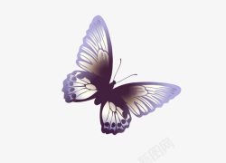 紫色昆虫蝴蝶高清图片
