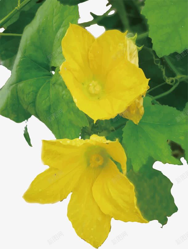 丝瓜花双朵png免抠素材_新图网 https://ixintu.com 丝瓜藤 五出深裂 叶掌 合冠盆状 大而端尖 带叶柄 摄影 有脉纹 有锯齿 植物 深绿色 状深裂 瓜果菜肴 生物世界 绿色瓜藤 花冠 茎细长 草本 菜园 蔬菜