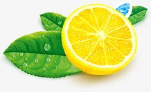 柠檬切开的柠檬新鲜的叶子png免抠素材_新图网 https://ixintu.com 切开的柠檬 新鲜的叶子 柠檬