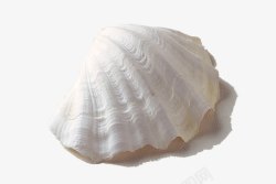 实物贝壳实物白色海贝高清图片