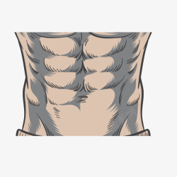 肌肉人体解剖卡通人体腹肌矢量图高清图片