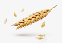 小麦庄稼麦穗透明实物高清图片