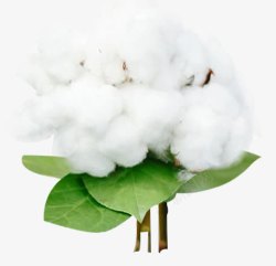 棉花白色卫生巾素材
