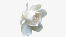 白色山茶花素材