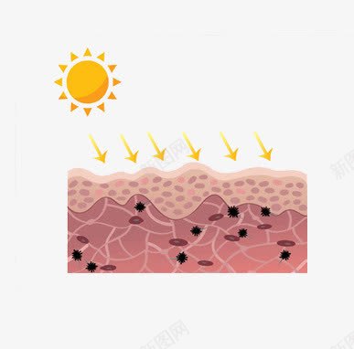 防晒png免抠素材_新图网 https://ixintu.com 护肤 皮肤层 美容 防晒霜