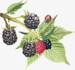法国樱桃蔓越莓水果桑葚矢量图高清图片