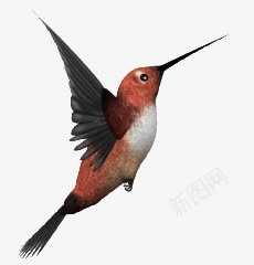 鸟类蜂鸟动物png免抠素材_新图网 https://ixintu.com 动物 蜂鸟 鸟类